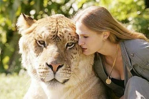 Ngắm đứa con lai giữa sư tử và hổ lớn nhất thế giới   - Ảnh 5