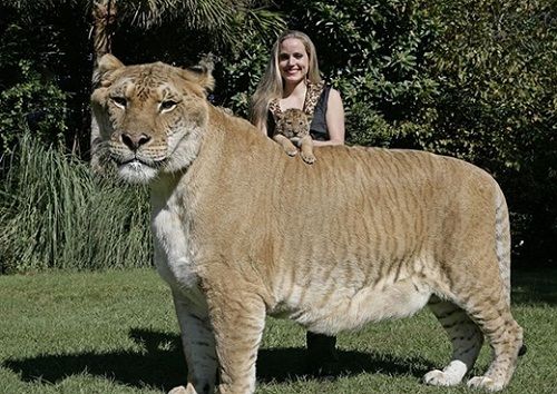 Ngắm đứa con lai giữa sư tử và hổ lớn nhất thế giới   - Ảnh 8