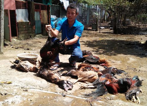 Cận cảnh chó gà chết la liệt, cây xanh héo rũ do nhiễm khí độc ở Sài Gòn - Ảnh 2