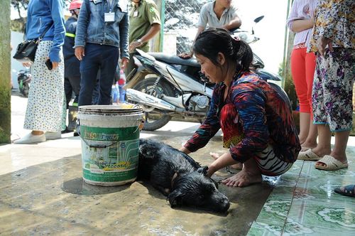 Cận cảnh chó gà chết la liệt, cây xanh héo rũ do nhiễm khí độc ở Sài Gòn - Ảnh 1