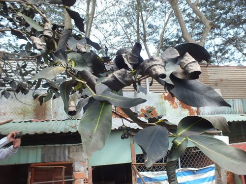 Cận cảnh chó gà chết la liệt, cây xanh héo rũ do nhiễm khí độc ở Sài Gòn - Ảnh 5