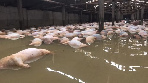 Chủ trang trại bất lực chứng kiến 6.000 con lợn chết đuối - Ảnh 1