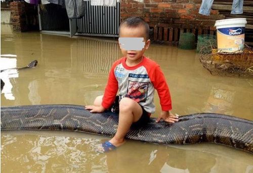 Tin tức mới nhất vụ bé trai 3 tuổi cưỡi trăn "khủng" ở Việt Nam - Ảnh 1