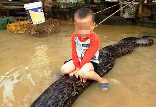 Vụ bé trai 3 tuổi cưỡi trăn 50 kg ở Thanh Hóa: Xử phạt gia đình nuôi trăn - Ảnh 1
