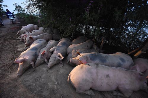 Vỡ đê ở Chương Mỹ: Người dân nuôi lợn trong nhà - Ảnh 7