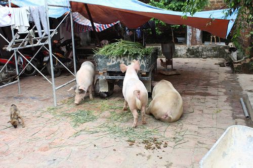 Vỡ đê ở Chương Mỹ: Người dân nuôi lợn trong nhà - Ảnh 6