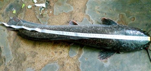 Người dân miền Tây bắt được cá trê "khủng" dài 1 m - Ảnh 1