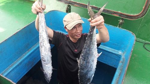 Ngư dân Hà Tĩnh trúng mẻ cá thu 2 tấn bán được hàng trăm triệu - Ảnh 1