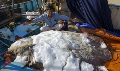Bắt được cá "lạ" hình thù kỳ quái nặng 500 kg, ngư dân tổ chức an táng - Ảnh 1