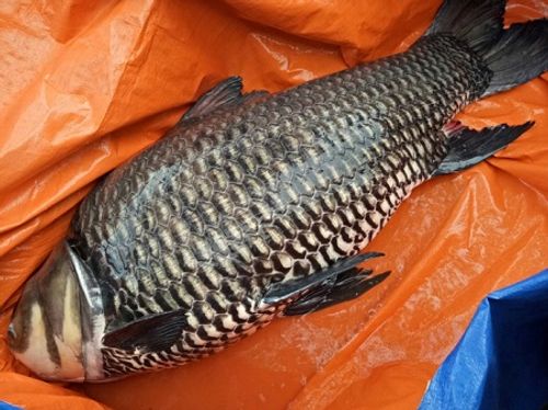 Cá hô "khủng" bắt trên sông Đồng Nai được bán gần trăm triệu - Ảnh 1