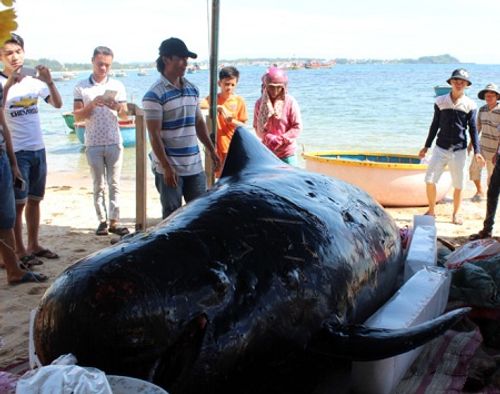 Cá "Ông Chuông" nặng 700 kg dạt vào bờ biển - Ảnh 1