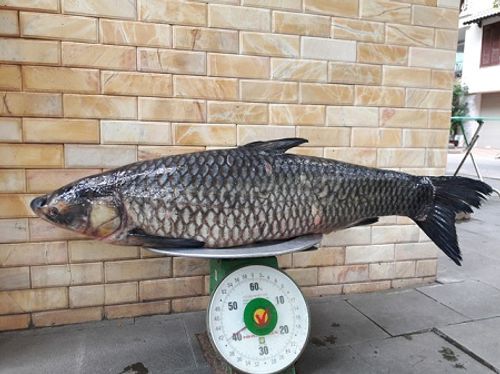 Cần thủ bắt được cá trắm đen nặng 41 kg trên sông Đà - Ảnh 1