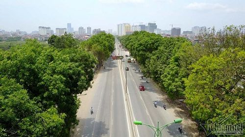 Chủ tịch Hà Nội: "Không thể trồng lại xà cừ cổ thụ trên các tuyến phố" - Ảnh 1