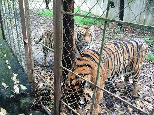 Vụ bé trai 13 tuổi bị hổ vồ: 11 con hổ được nuôi sát khu dân cư - Ảnh 1