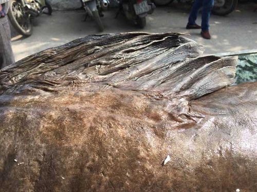 "Thủy quái" nặng hơn 100 kg xuất hiện ở Hà Nội - Ảnh 3