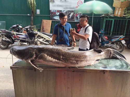 "Thủy quái" nặng hơn 100 kg xuất hiện ở Hà Nội - Ảnh 1