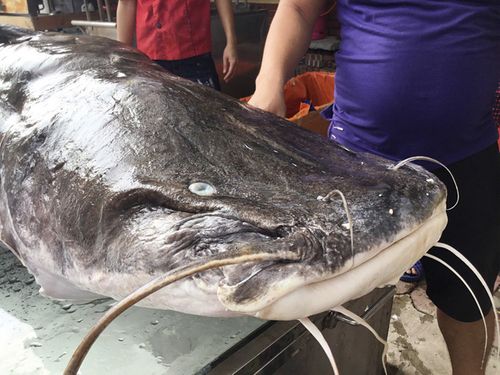 "Thủy quái" nặng hơn 100 kg xuất hiện ở Hà Nội - Ảnh 2