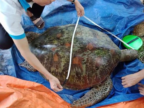 Rùa biển nặng 80kg mắc lưới ngư dân - Ảnh 1