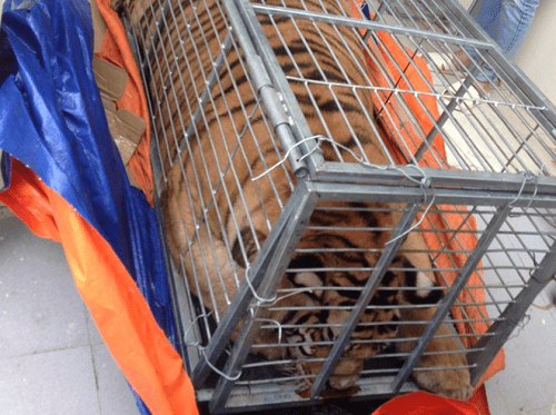 Bắt nhóm mua hổ sống 200 kg ở Nghệ An rồi mang ra Hà Nội nấu cao - Ảnh 1