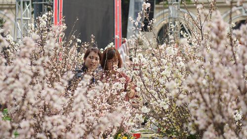 Du khách háo hức đón Lễ hội hoa anh đào ở Hà Nội - Ảnh 4
