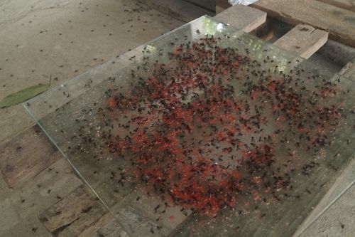 Cảnh khốn khổ của người dân Nam Sơn vì nạn ruồi bủa vây tứ phía - Ảnh 4