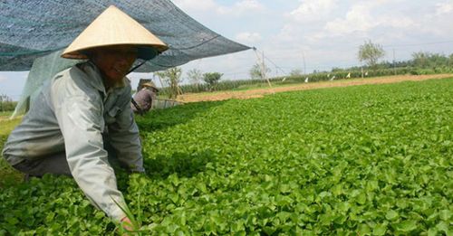 Dân Quảng Nam thu lãi 100 triệu đồng/tháng nhờ cây rau má