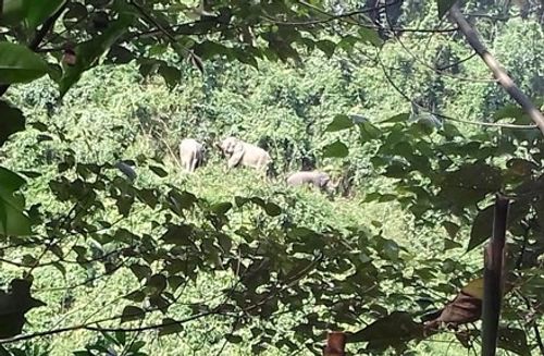 Quảng Nam: Đàn voi rừng liên tục kéo về gần khu dân cư - Ảnh 1