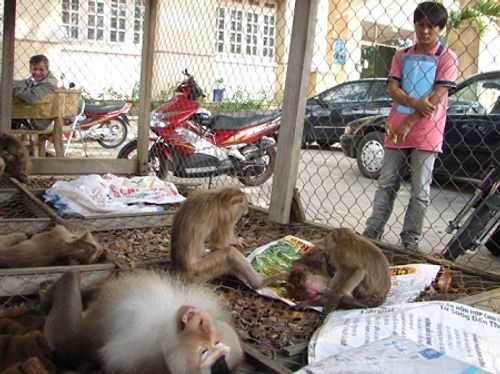 Giải cứu hàng chục khỉ bị nhốt ở khách sạn, quán karaoke - Ảnh 1