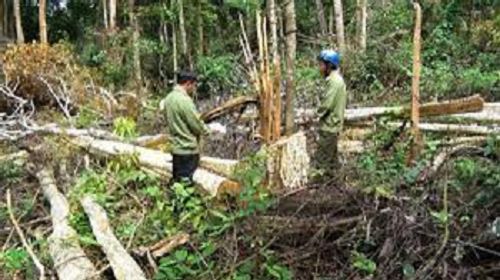 Để mất 2000 hécta rừng, hàng loạt lãnh đạo công ty lâm nghiệp bị bắt - Ảnh 1