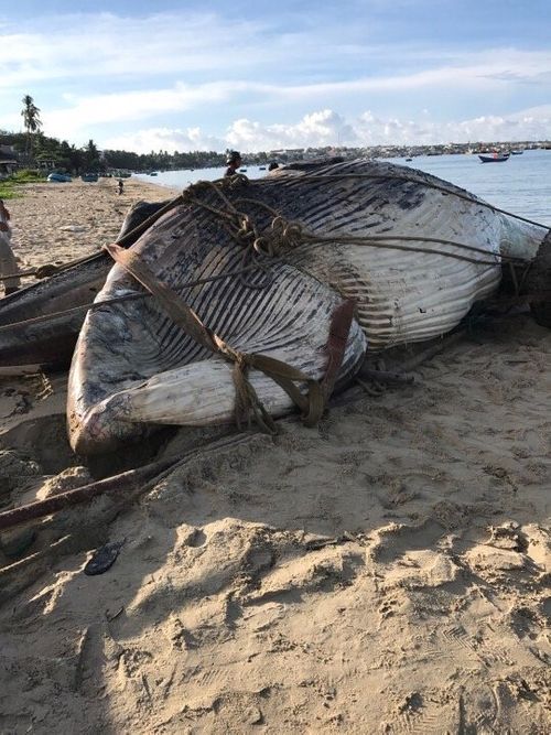 Phát hiện xác cá voi nặng 15 tấn dạt vào biển Mũi Né - Ảnh 1