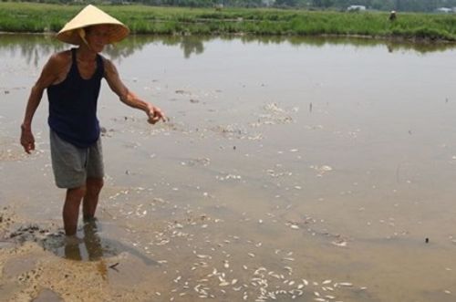 Xử phạt công ty xả thải khiến cá chết hàng loạt ở bàu Lệ Sơn - Ảnh 1