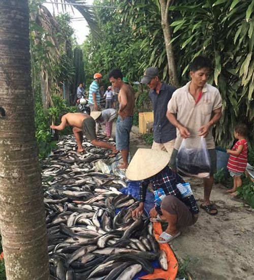 Vụ hàng nghìn con cá lóc chết bất thường: Người dân chung tay mua ủng hộ  - Ảnh 1