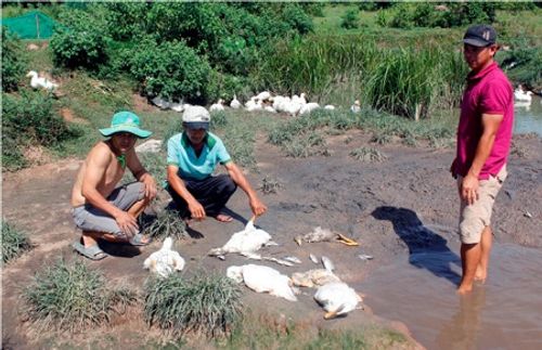 Điều tra nguyên nhân cá, vịt chết hàng loạt sau một đêm ở Quảng Nam - Ảnh 1
