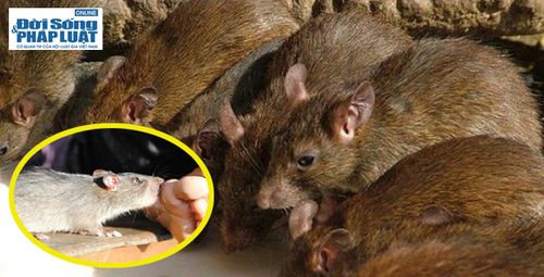 Bị chuột cắn có thể tử vong: Lời cảnh tỉnh cần chú ý - Ảnh 2