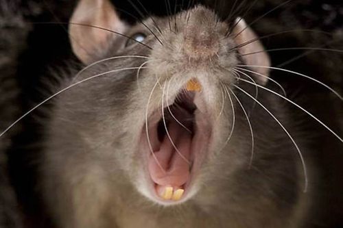 Bị chuột cắn có thể tử vong: Lời cảnh tỉnh cần chú ý - Ảnh 1
