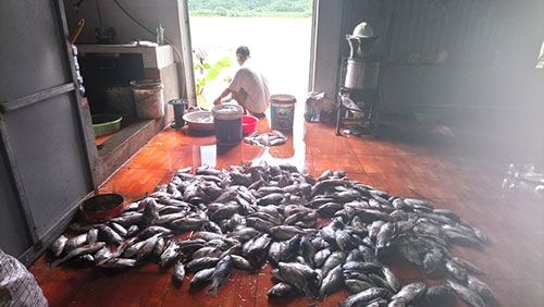 Hàng trăm tấn cá lồng trên sông Đà chết hàng loạt do thủy điện xả lũ - Ảnh 1