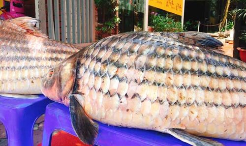 Cặp cá trà sóc “khủng” được vận chuyển từ Campuchia về Hà Nội bằng đường hàng không - Ảnh 1