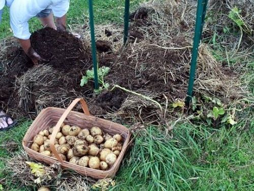 Vùi vài củ khoa tây vào tổ rơm nhỏ trong vườn, cô gái "bội thu" hàng chục cân khoai tây - Ảnh 4