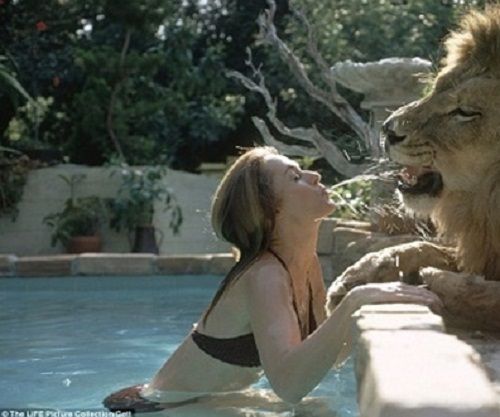 Bà mẹ hoảng sợ lo lắng khi thấy con gái ngủ cùng giường với sư tử - Ảnh 3