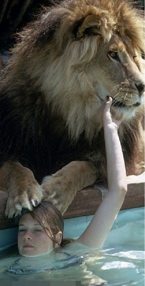 Bà mẹ hoảng sợ lo lắng khi thấy con gái ngủ cùng giường với sư tử - Ảnh 4