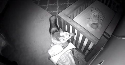 Bố mẹ đứng hình khi xem camera ghi lại cảnh chú chó đi vào phòng em bé lúc 2 giờ sáng - Ảnh 1