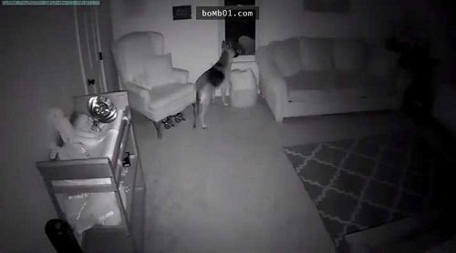 Bố mẹ đứng hình khi xem camera ghi lại cảnh chú chó đi vào phòng em bé lúc 2 giờ sáng - Ảnh 2