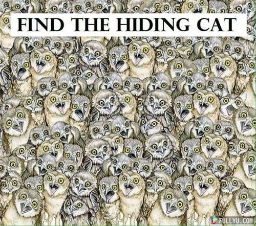 Kiểm tra thị lực tìm con mèo ẩn nấp trong bức ảnh những con cú mèo - Ảnh 1