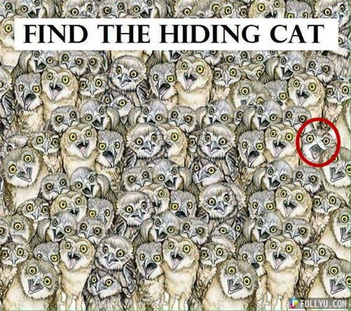 Kiểm tra thị lực tìm con mèo ẩn nấp trong bức ảnh những con cú mèo - Ảnh 2
