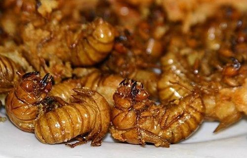 Ẩn nấp dưới mặt đất 17 năm, loài côn trùng được mang lên bàn ăn với giá cao ngất - Ảnh 2