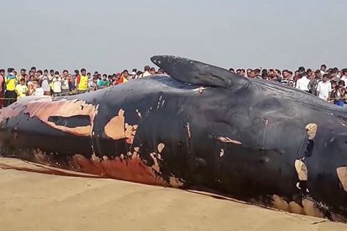 Phát hiện xác cá voi dài hơn 12m trôi dạt vào bờ biển Mumbai - Ảnh 1