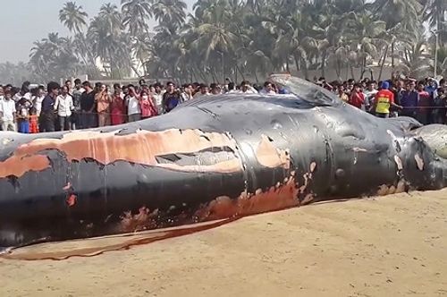 Phát hiện xác cá voi dài hơn 12m trôi dạt vào bờ biển Mumbai - Ảnh 2