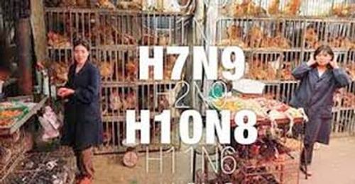 Chủng vi rút cúm A(H7N9): Biến đổi từ độc lực thấp sang độc lực cao  - Ảnh 2
