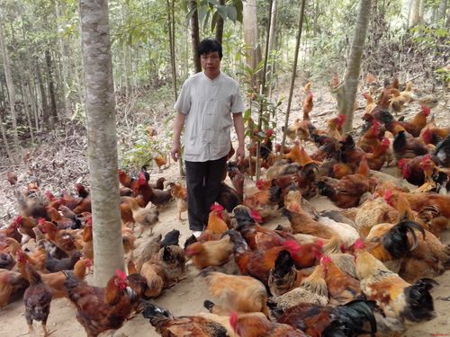 Cả làng thành thành tỷ phú nhờ nuôi gà ta thả vườn - Ảnh 3