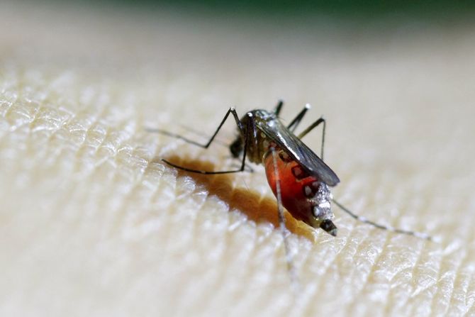 Trung Quốc phát hiện trường hợp đầu tiên nhiễm vi-rút Zika - Ảnh 1